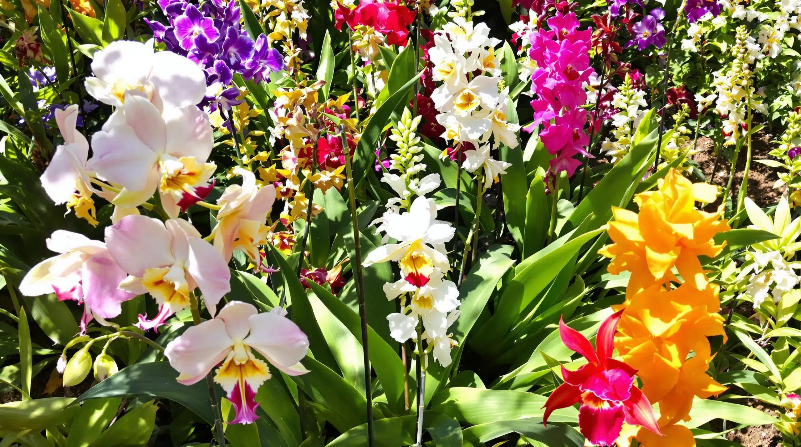 descubre los secretos mejor guardados para cuidar tu orquídea y mantenerla en perfectas condiciones. aprende consejos prácticos y eficaces que te ayudarán a florecer tu planta como nunca antes.