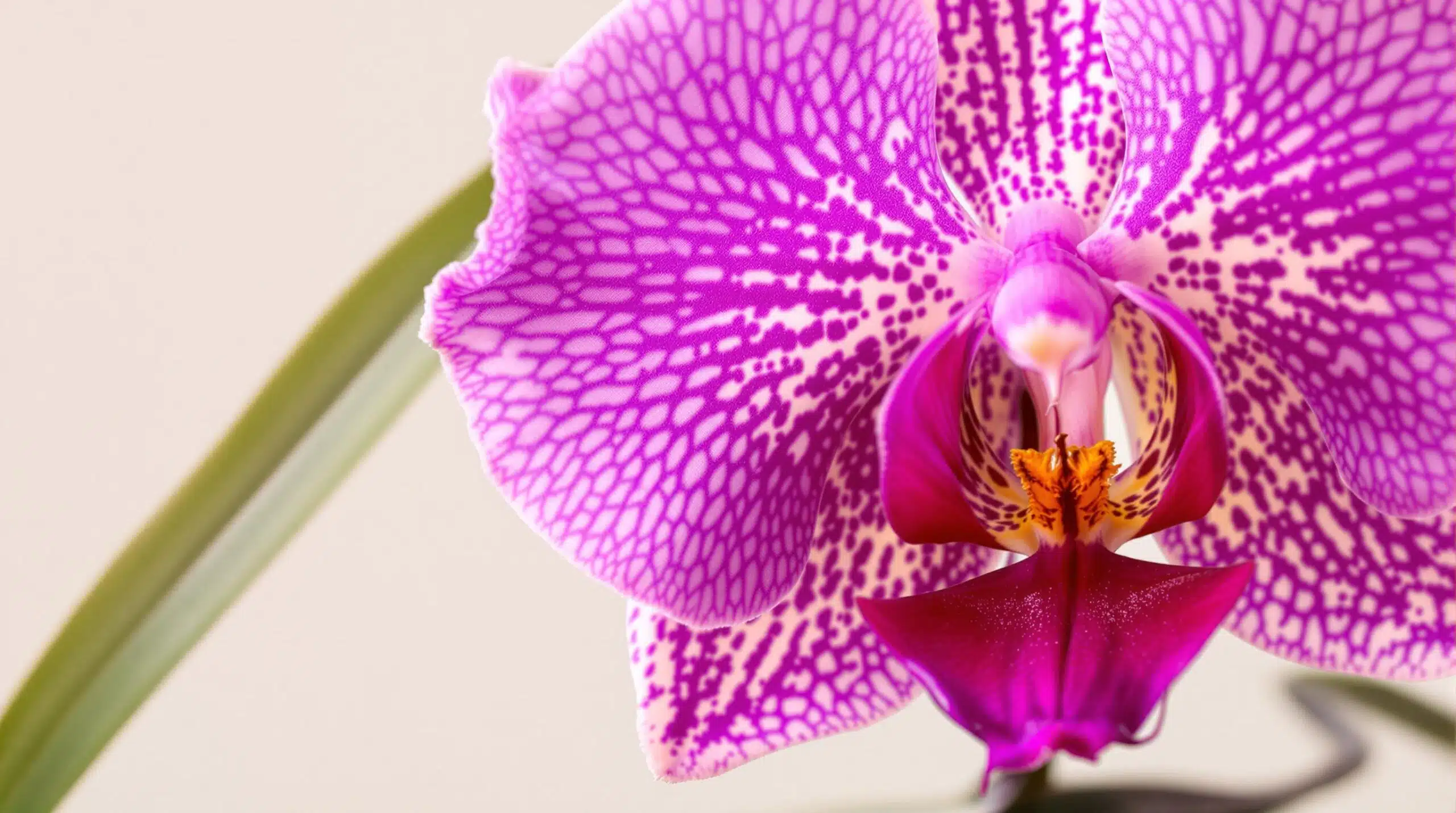 descubre los secretos mejor guardados para cuidar tu orquídea y mantenerla hermosa y saludable. aprende tips esenciales y técnicas efectivas que nadie más te ha revelado para lograr que tus orquídeas florezcan como nunca.