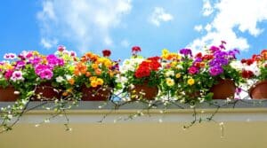 descubre cómo estas flores resistentes transformarán tu balcón en un oasis vibrante y colorido durante todo el verano. no temen a las inclemencias del tiempo, ¡haz que tu espacio exterior brille con su belleza!