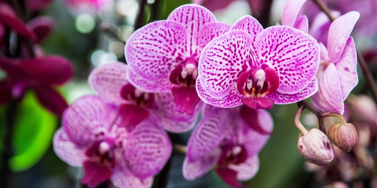 Las orquídeas listas para florecer en las celebraciones del 60 aniversario