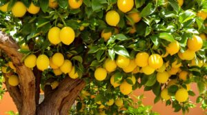 descubre el secreto para un limonero repleto de frutos con nuestros consejos y fertilizantes naturales. ¡transforma tu árbol en una verdadera fuente de limones jugosos!