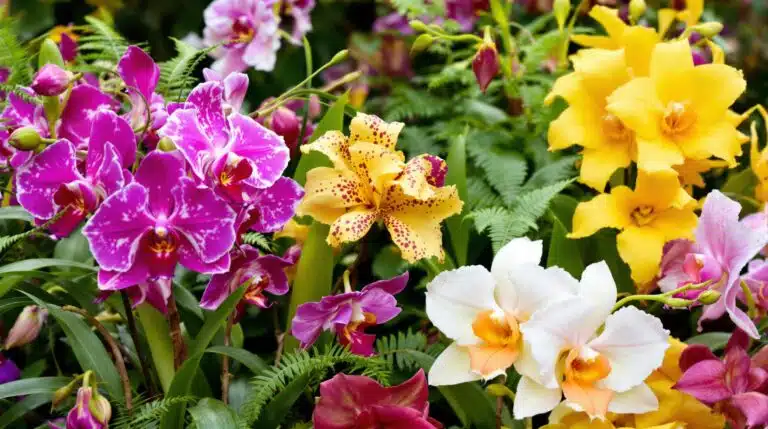 descubre cómo cuidar tus orquídeas con el riego adecuado. los expertos en jardinería comparten sus secretos para que disfrutes de impresionantes flores este año. ¡no te lo pierdas!