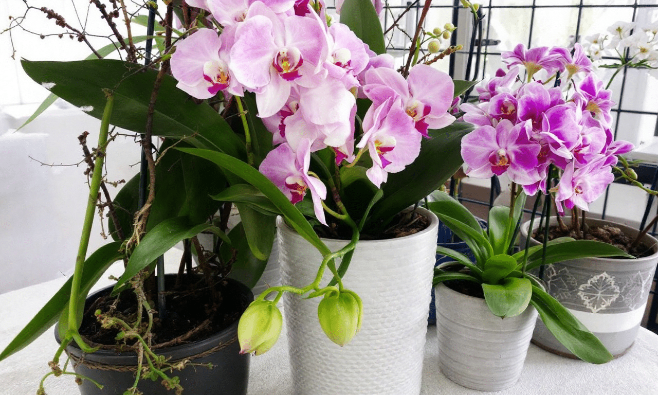 Descubre el fascinante mundo de las orquídeas: belleza, historia y cuidados que no conocías