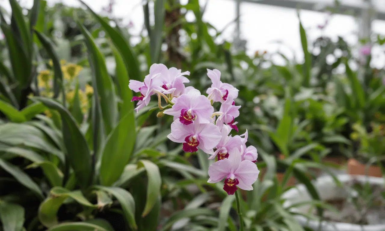 Así se cultivan orquídeas en laboratorio: el fascinante trabajo detrás de su conservació